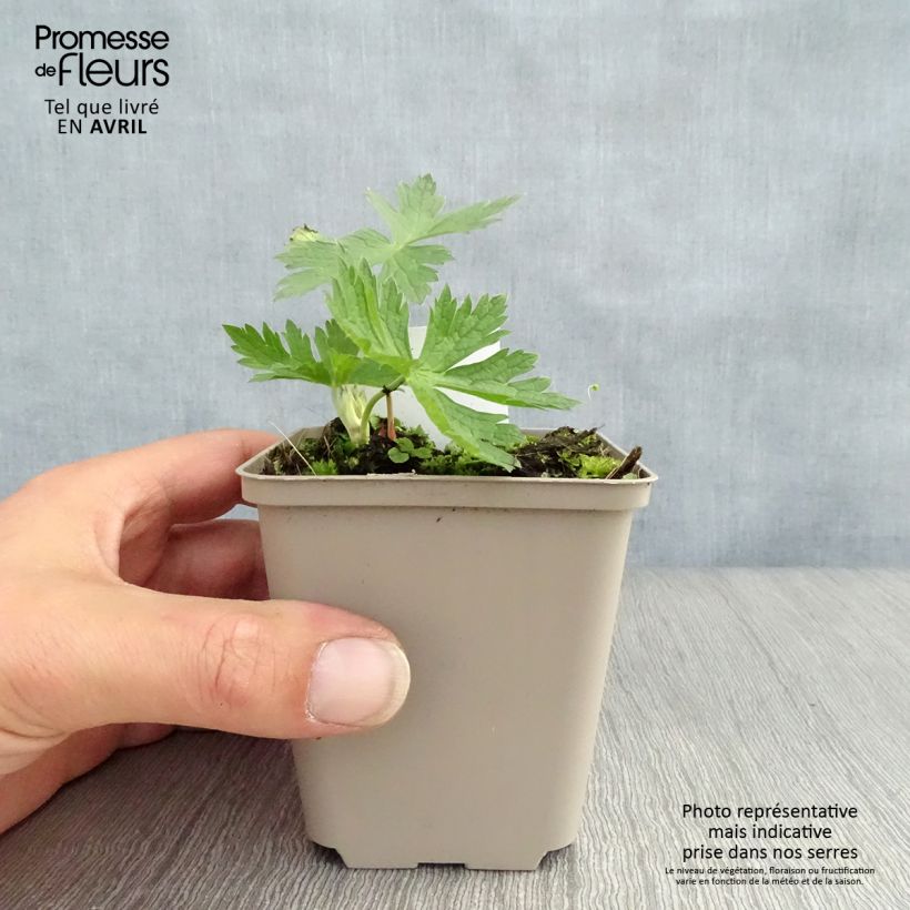 Exemplaar van Geranium psilostemon JS Ma Tu Vu® - Armeense ooievaarsbek Kweekpotje van 8/9 cm zoals geleverd in de lente