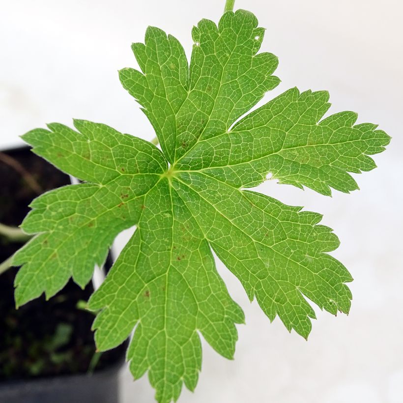 Geranium psilostemon Red Admiral - Armeense ooievaarsbek (Foliage)