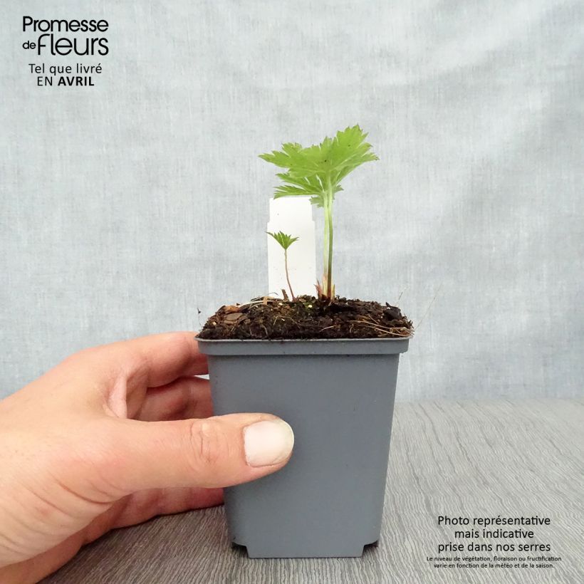 Exemplaar van Geranium psilostemon Red Admiral - Armeense ooievaarsbek Kweekpotje van 8/9 cm zoals geleverd in de lente