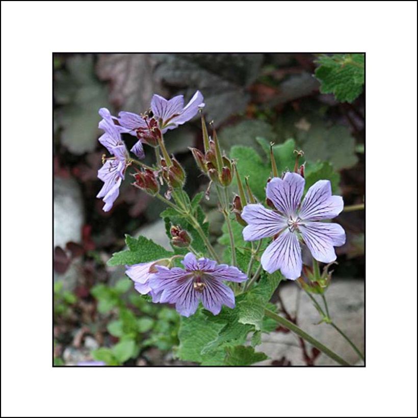 Geranium renardii Zetterlund - Kaukasische ooievaarsbek (Bloei)