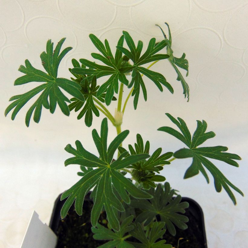 Geranium sanguineum Album - Bloedooievaarsbek (Foliage)