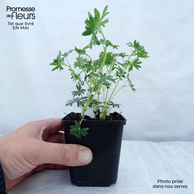 Exemplaar van Geranium sanguineum Album - Bloedooievaarsbek Kweekpotje van 8/9 cm zoals geleverd in de lente