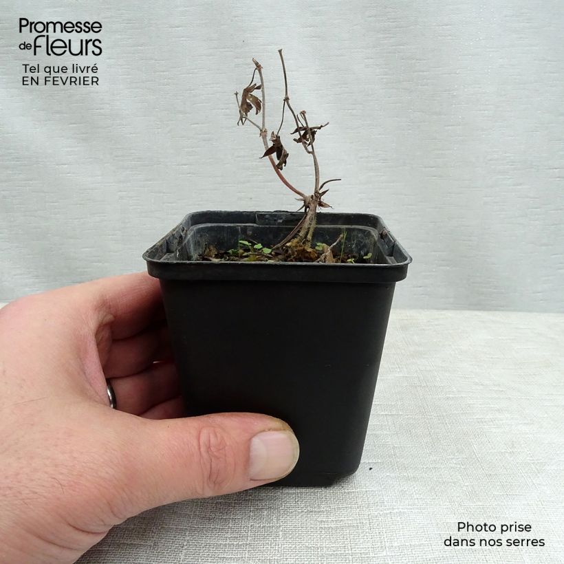 Example of Geranium sanguineum Aviemore - Bloedooievaarsbek Kweekpotje van 8/9 cm as you get in hiver