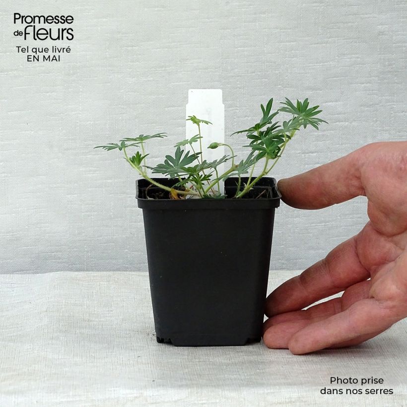 Exemplaar van Geranium sanguineum Aviemore - Bloedooievaarsbek Kweekpotje van 8/9 cm zoals geleverd in de lente