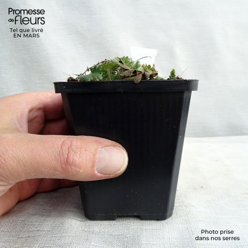 Exemplaar van Geranium sanguineum Elke - Bloedooievaarsbek Kweekpotje van 8/9 cm zoals geleverd in de lente