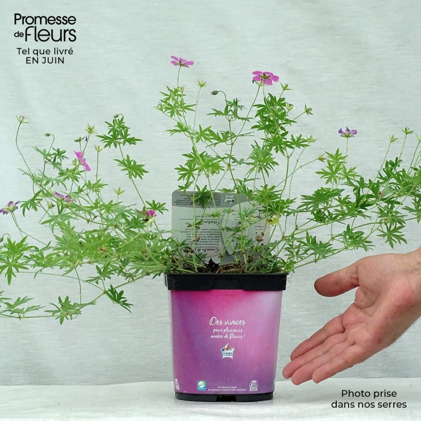 Exemplaar van Geranium sanguineum Elke - Bloedooievaarsbek Pot van 2 l/3 l zoals geleverd in de zomer