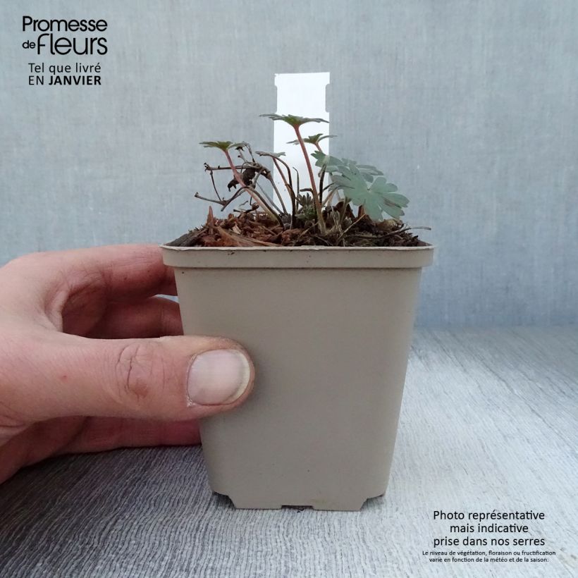 Example of Géranium vivace sanguineum Elsbeth Kweekpotje van 8/9 cm as you get in hiver