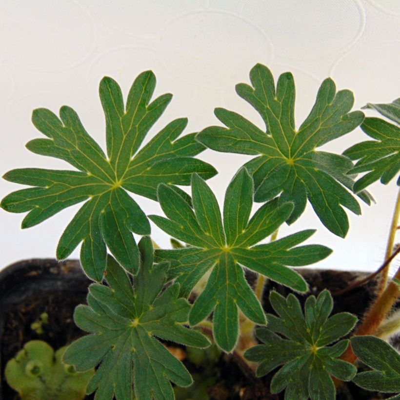 Geranium sanguineum Hannelore - Bloedooievaarsbek (Foliage)