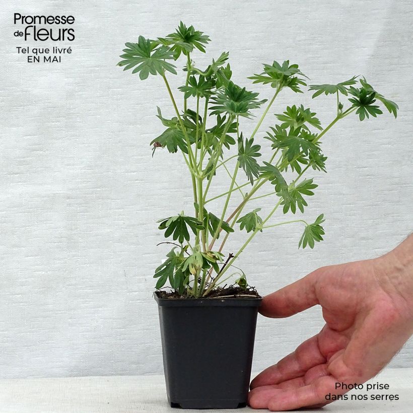 Exemplaar van Geranium sanguineum Hannelore - Bloedooievaarsbek Kweekpotje van 8/9 cm zoals geleverd in de lente