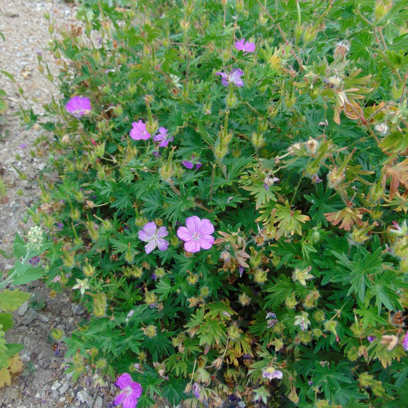 Geranium sanguineum Hannelore - Bloedooievaarsbek (Plant habit)
