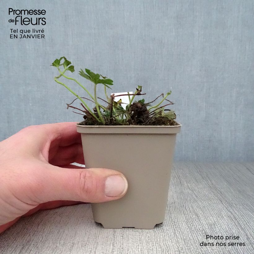 Example of Géranium vivace sanguineum Hannelore Kweekpotje van 8/9 cm as you get in hiver