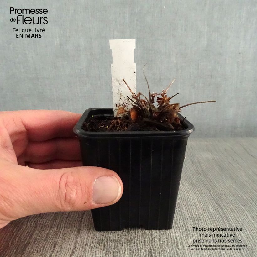 Example of Geranium sanguineum Max Frei - Bloedooievaarsbek Kweekpotje van 8/9 cm as you get in hiver