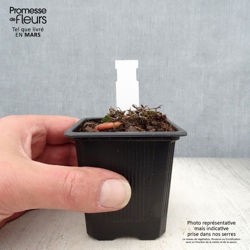 Exemplaar van Geranium sanguineum Max Frei - Bloedooievaarsbek Kweekpotje van 8/9 cm zoals geleverd in de lente