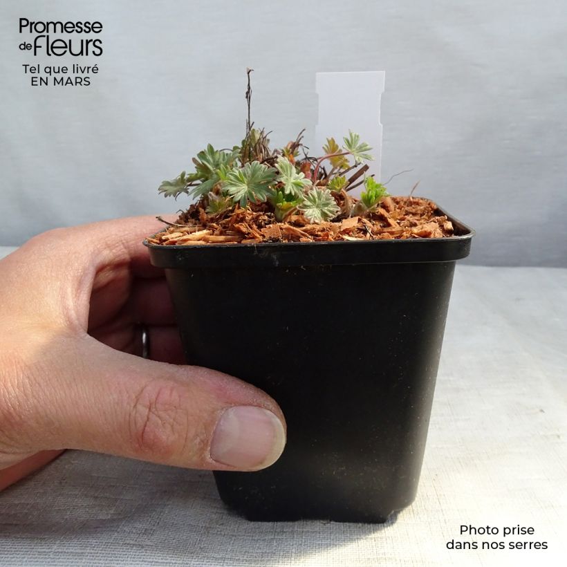 Exemplaar van Geranium sanguineum Pink Pouffe - Bloedooievaarsbek Kweekpotje van 8/9 cm zoals geleverd in de lente