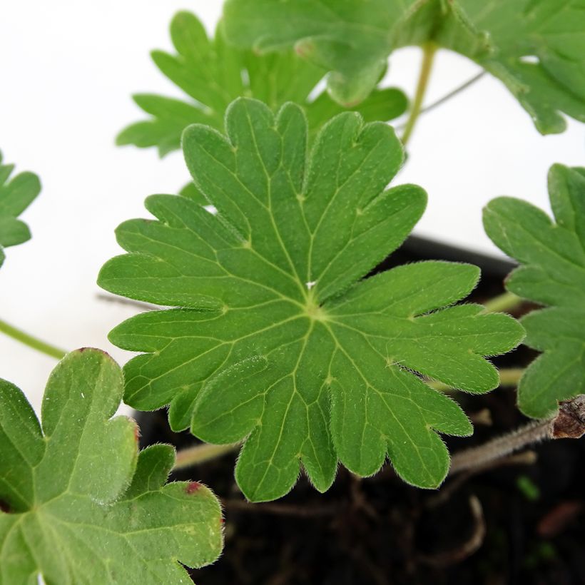 Geranium sanguineum Vision - Bloedooievaarsbek (Foliage)