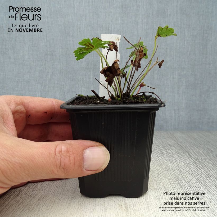 Exemplaar van Geranium sanguineum Vision - Bloedooievaarsbek Kweekpotje van 8/9 cm zoals geleverd in de herfst