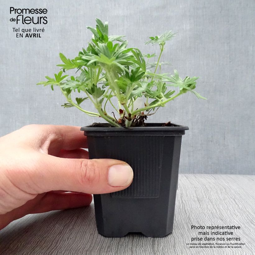 Exemplaar van Geranium sanguineum Vision - Bloedooievaarsbek Kweekpotje van 8/9 cm zoals geleverd in de lente