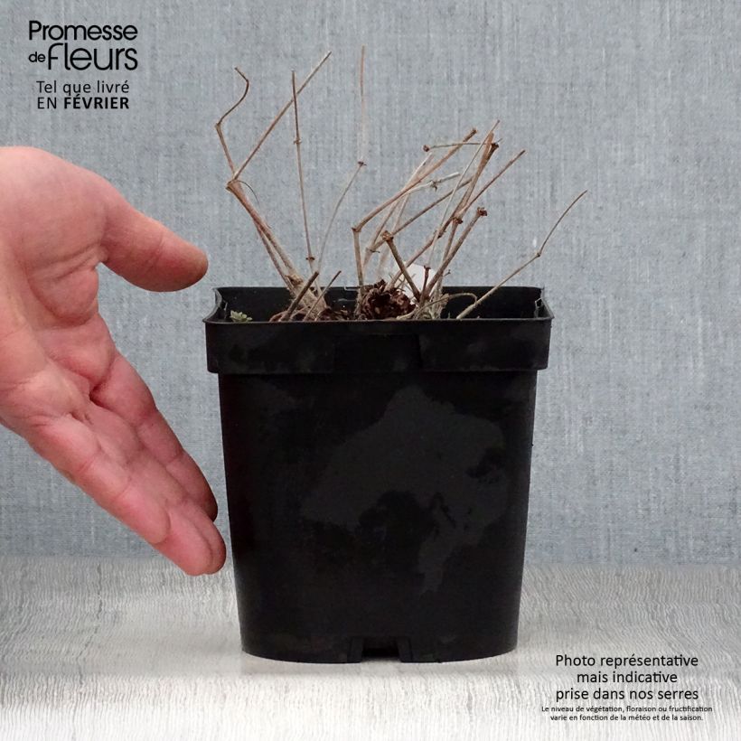 Example of Géranium vivace sanguineum Pot van 1 l/1,5 l as you get in hiver