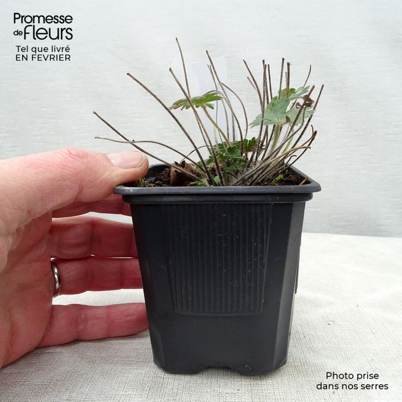 Example of Géranium vivace sanguineum Kweekpotje van 8/9 cm as you get in hiver