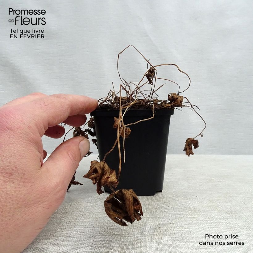 Example of Géranium vivace sylvaticum Album Kweekpotje van 8/9 cm as you get in hiver