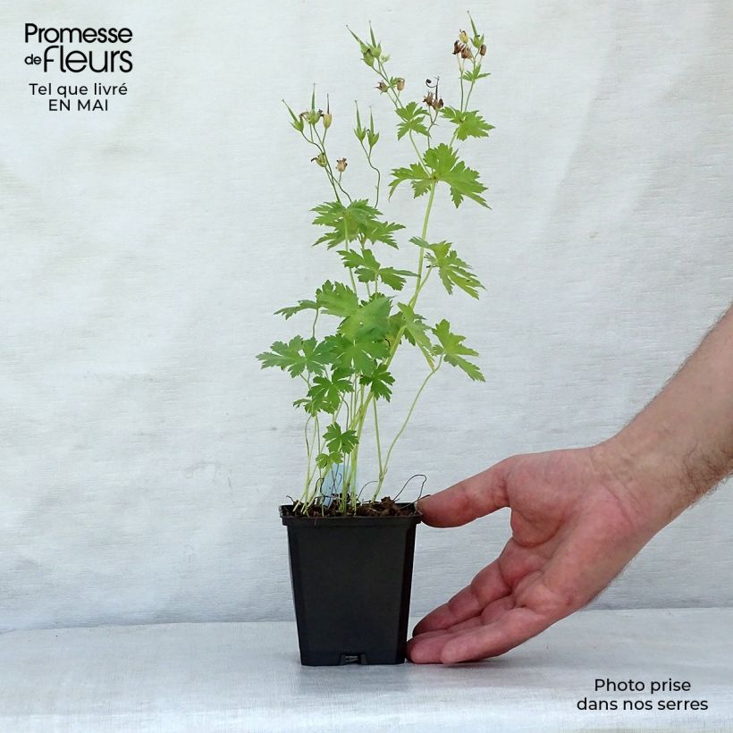 Exemplaar van Geranium sylvaticum Album - Bosooievaarsbek Kweekpotje van 8/9 cm zoals geleverd in de lente