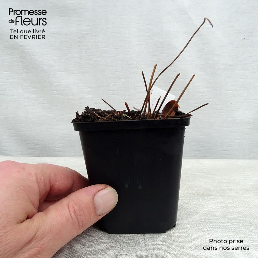 Example of Géranium vivace sylvaticum Birch Lilac Kweekpotje van 8/9 cm as you get in hiver