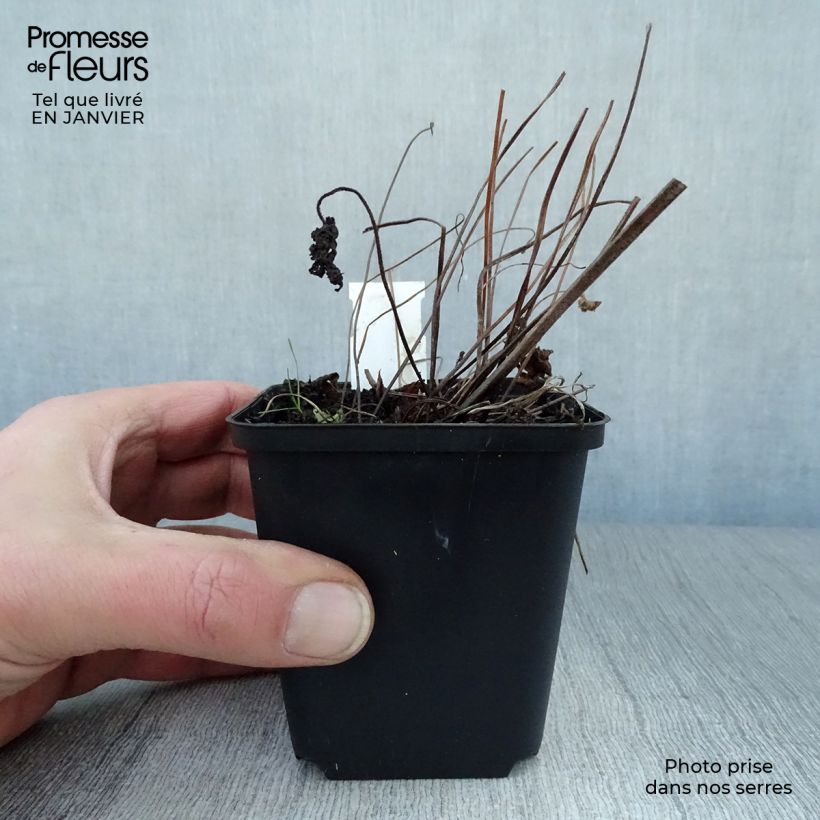 Example of Geranium vivace sylvaticum Ice Blue Kweekpotje van 8/9 cm as you get in hiver