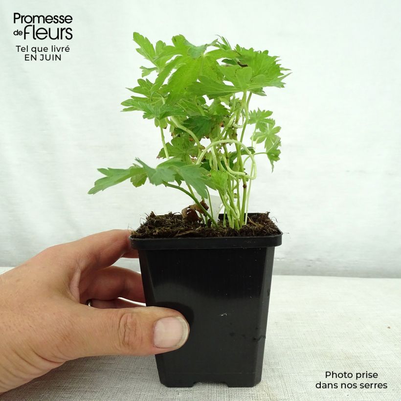 Exemplaar van Geranium sylvaticum May Flower - Bosooievaarsbek Kweekpotje van 8/9 cm zoals geleverd in de zomer