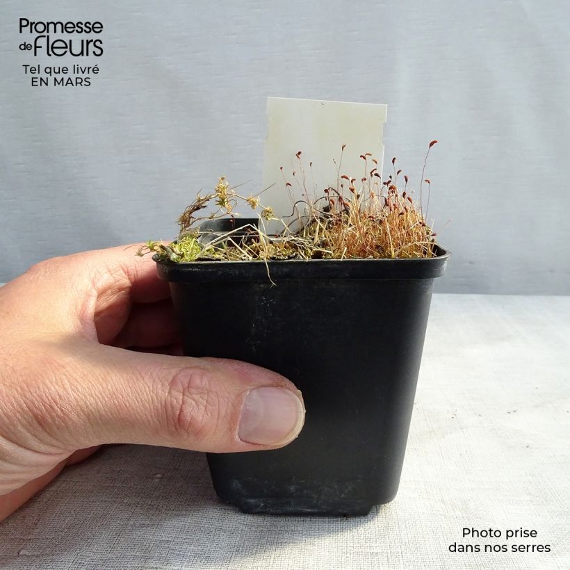 Exemplaar van Geranium sylvaticum wanneri - Bosooievaarsbek Kweekpotje van 8/9 cm zoals geleverd in de winter