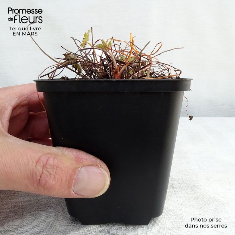 Example of Geranium versicolor - Ooievaarsbek Kweekpotje van 8/9 cm as you get in hiver