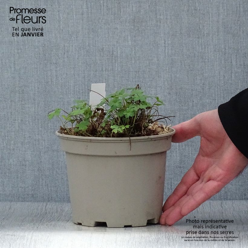 Example of Geranium versicolor - Ooievaarsbek Pot van 2 l/3 l as you get in hiver