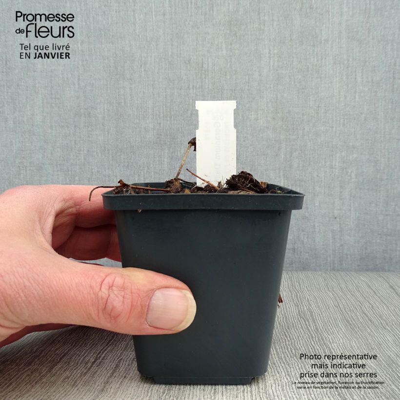 Example of Geranium vivace wallichianum Daily Blue Kweekpotje van 8/9 cm as you get in hiver