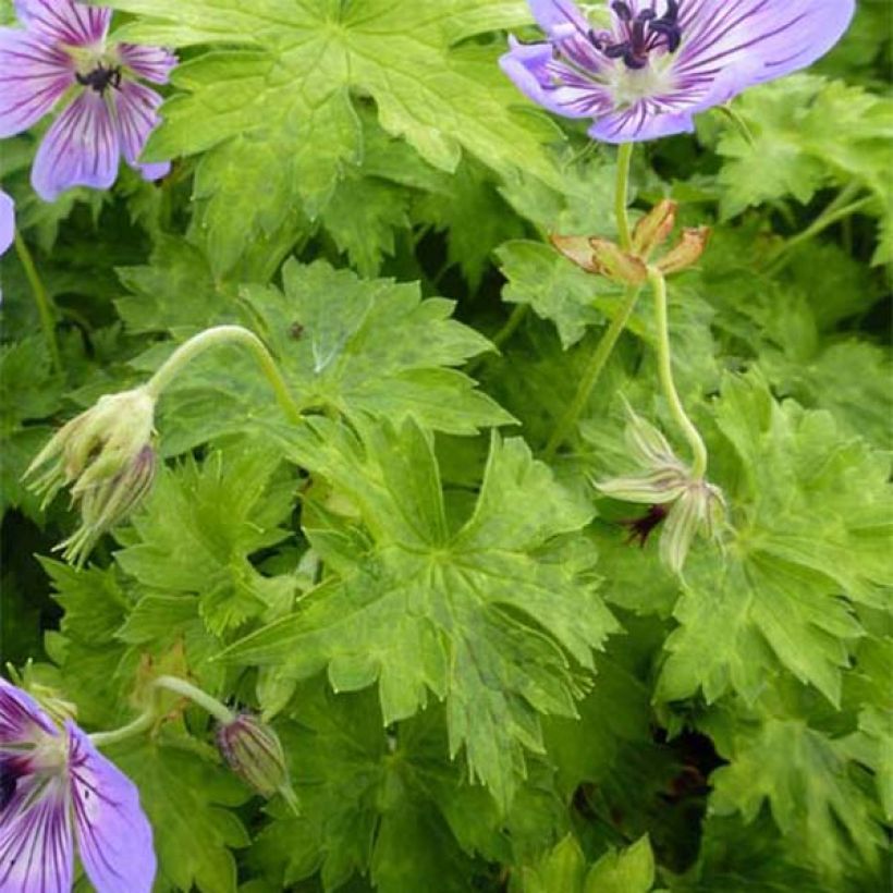 Geranium wallichianum Havana Blues - Ooievaarsbek (Foliage)