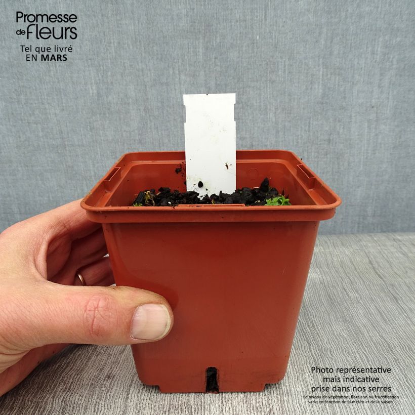 Example of Geranium wallichianum Havana Blues - Ooievaarsbek Kweekpotje van 8/9 cm as you get in hiver