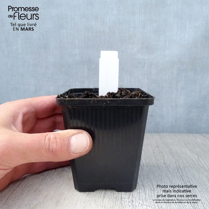 Exemplaar van Geranium wallichianum Havana Blues - Ooievaarsbek Kweekpotje van 8/9 cm zoals geleverd in de lente