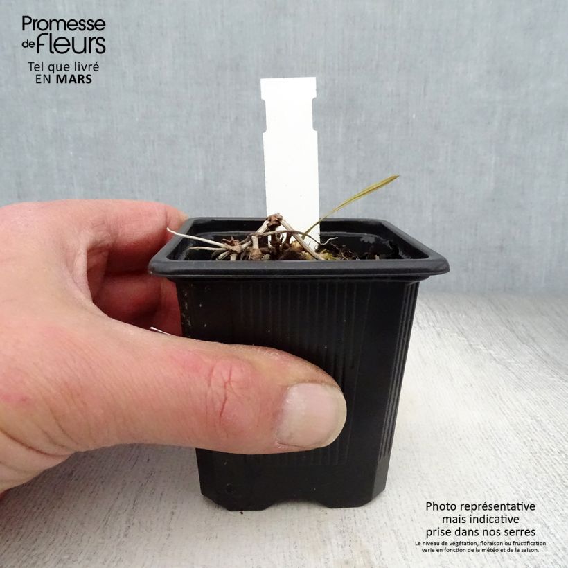 Exemplaar van Geranium wallichianum Magical® All Summer Delight - Ooievaarsbek Kweekpotje van 8/9 cm zoals geleverd in de lente