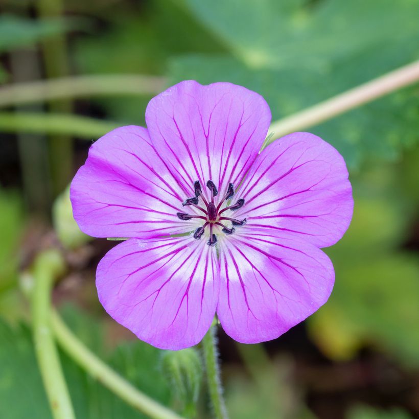 Geranium wallichianum Magical® All Summer Delight - Ooievaarsbek (Bloei)