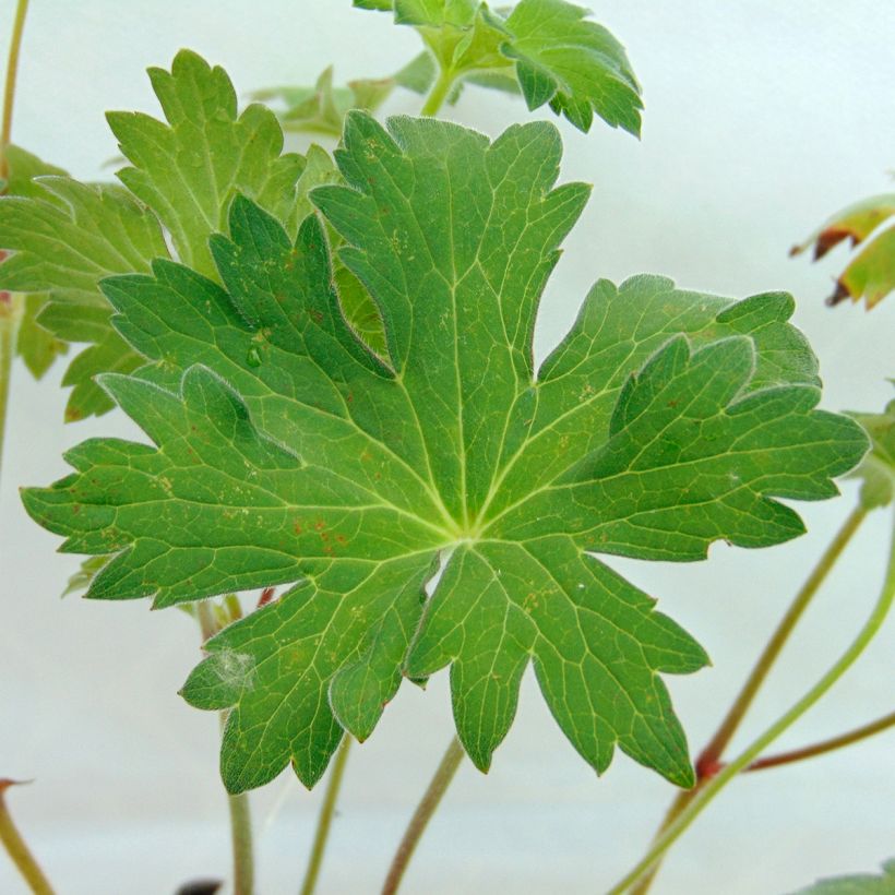 Geranium wlassovianum - Ooievaarsbek (Foliage)
