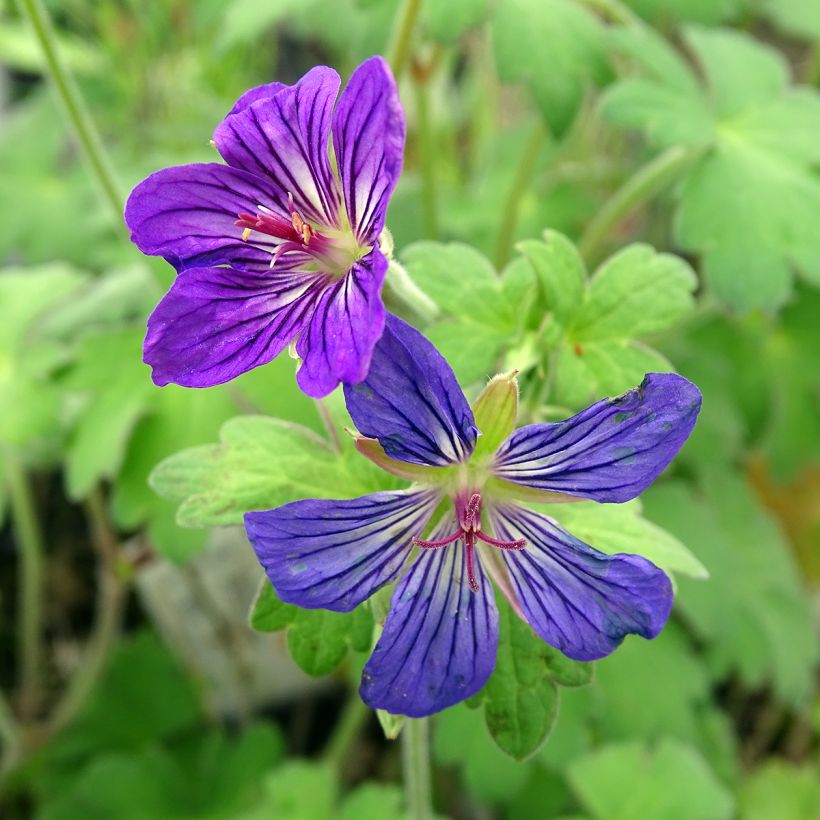 Geranium wlassovianum - Ooievaarsbek (Flowering)