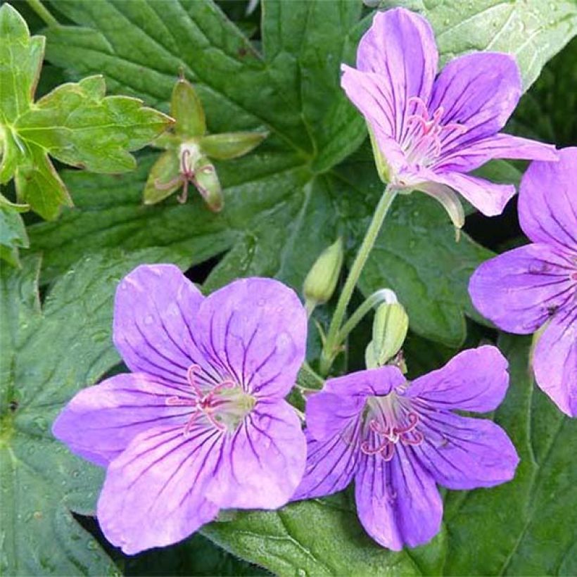 Geranium wlassovianum Crug Farm - Ooievaarsbek (Flowering)