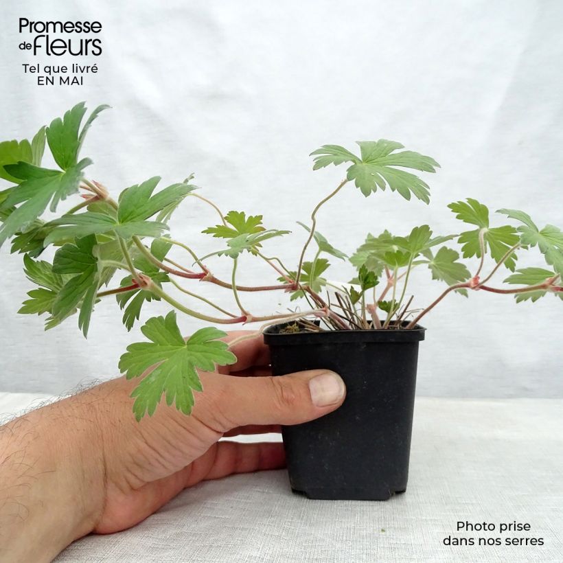 Exemplaar van Geranium wlassovianum Crug Farm - Ooievaarsbek Kweekpotje van 8/9 cm zoals geleverd in de lente