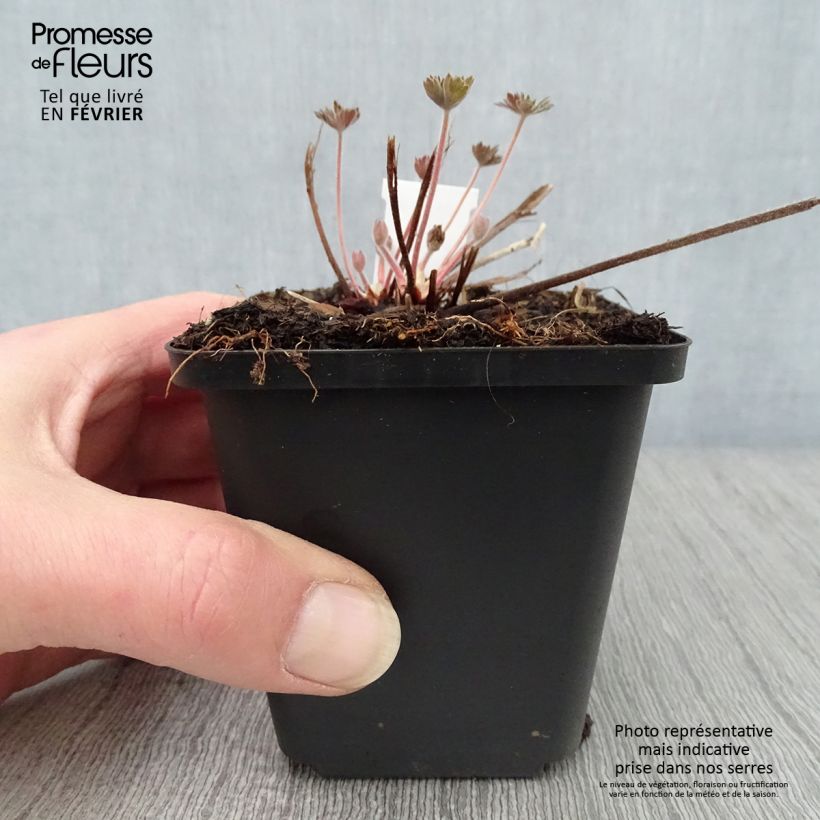 Example of Géranium vivace wlassovianum Kweekpotje van 8/9 cm as you get in hiver