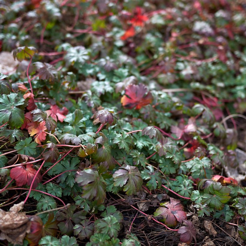 Geranium wlassovianum - Ooievaarsbek (Blad)