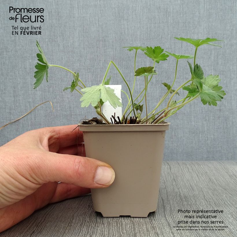 Example of Géranium vivace wlassovianum Crug Farm Kweekpotje van 8/9 cm as you get in hiver