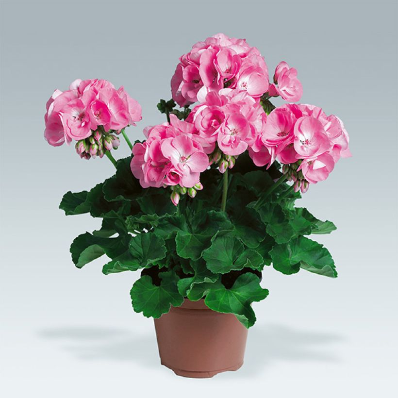Pelargonium PAC Candy Rose - Zonale geranium (Plant habit)