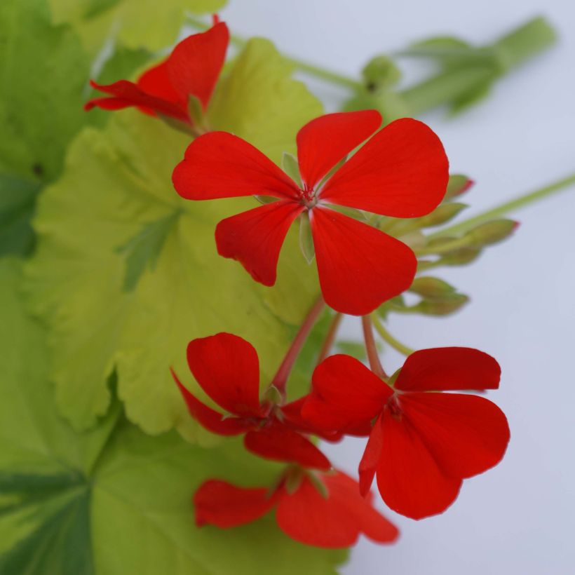 Pelargonium Crystal Palace Gem - Zonale geranium (Bloei)