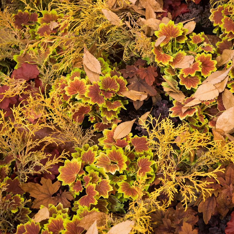 Pelargonium Decima - Zonale geranium (Groeiplaats)
