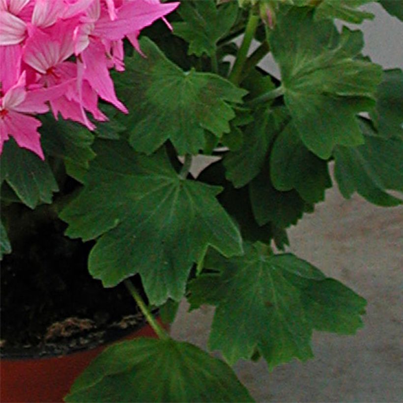 Pelargonium Fireworks Pink - Zonale geranium (Foliage)