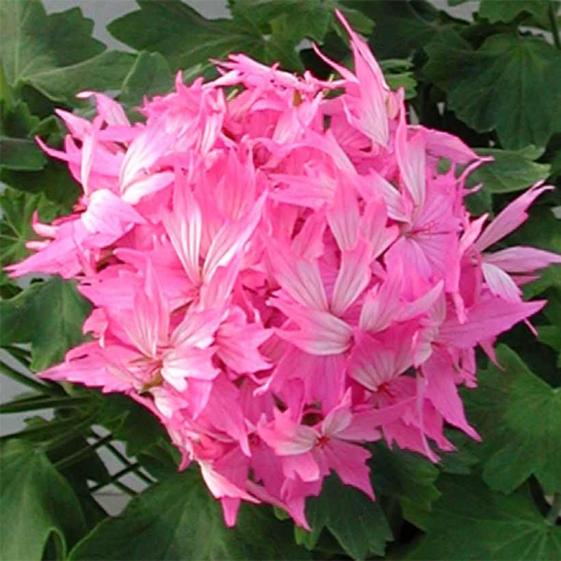 Pelargonium Fireworks Pink - Zonale geranium (Flowering)