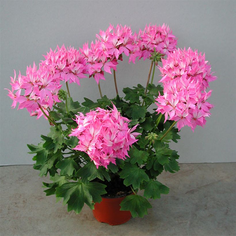Pelargonium Fireworks Pink - Zonale geranium (Plant habit)